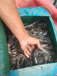 ikan lele konsumsian bibitan