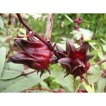 Bunga Rosella Harga Grosir