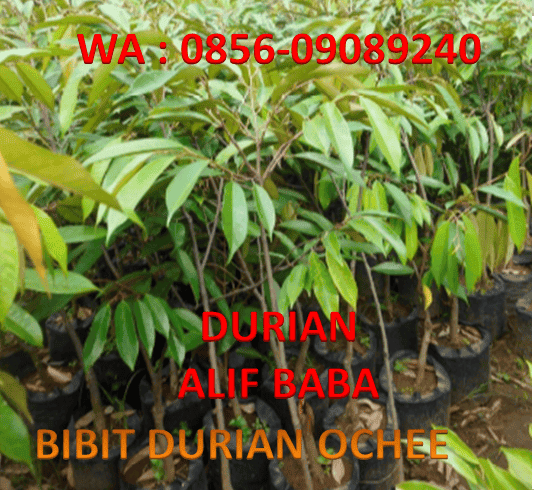 Bibit Durian Ochee / Duri hitam