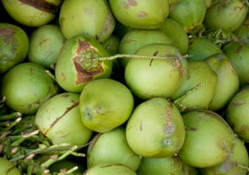 kelapa muda