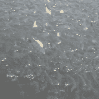 Ikan Mas waduk jatiluhur