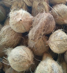 kelapa tua