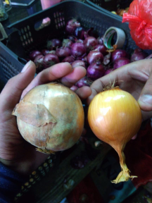 bawang bombay