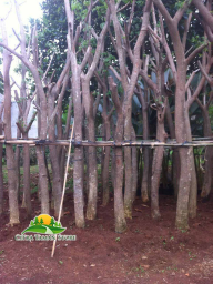 Jual pohon trembesi / ambon