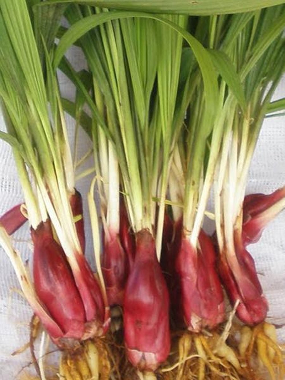 Bawang Dayak Pekanbaru