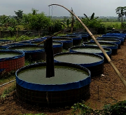 jual lele konsumsi 8,9,10/kg