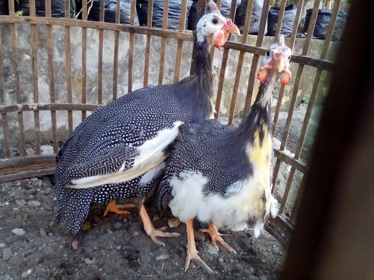 Dijual Ayam Mutiara Plangkok/Putih Hitam dari Anakan sampai Indukan
