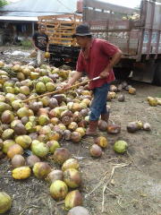 JUAL KELAPA TUA