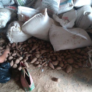 JUAL UBI JALAR PUTIH/BIASA