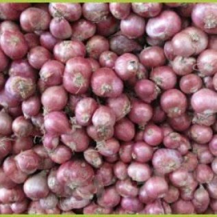 Bawang Merah variaetas Thailand