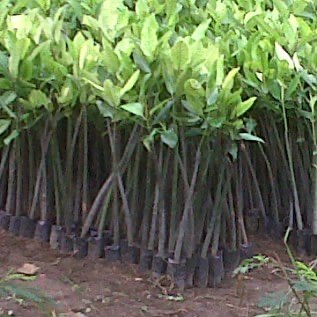bibit mangrove di semarang