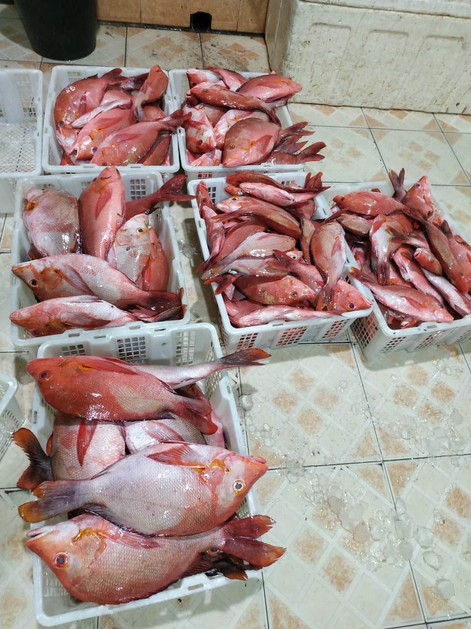 supliyer ikan laut kwalitas ekspor dan lokalan