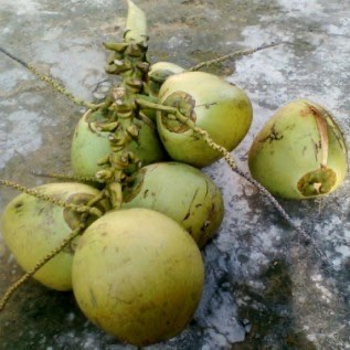 Kelapa Muda