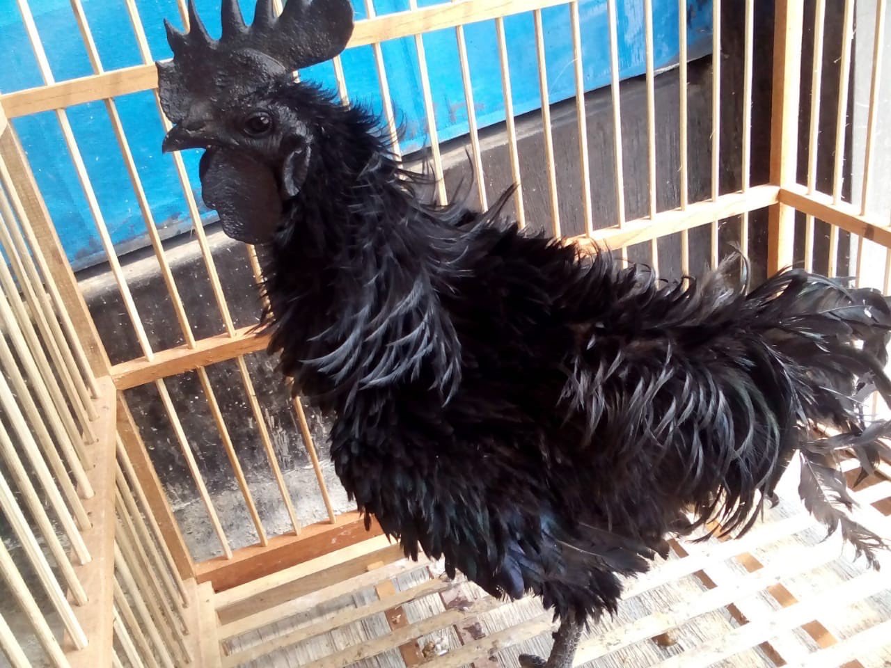 Dijual Ayam Cemani Walik dari Usia Anakan sampai Indukan