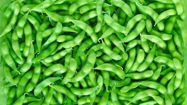 kedelai edamame