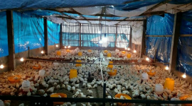 Ayam Pejantan