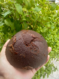 Penjualan Gula Aren Batok khas Curup