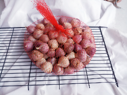 bawang putih tunggal