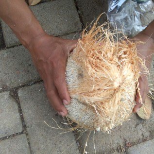 Kelapa Organik Murah