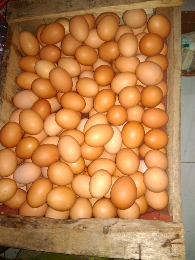 telur ayam ras