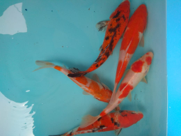 ikan koi berbagai ukuran