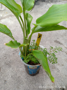 bibit kunyit hitam