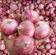 Jual Bawang merah impor