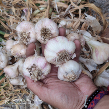 bawang putih lokal
