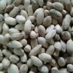 Jual Biji Mimba,Tepung Biji Mimba dan Minyak Biji Mimba/Neem Oil