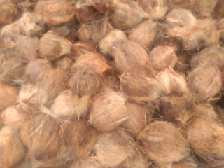 Kelapa Tua