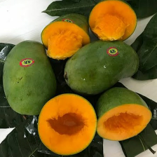 Mangga alpukat kualitas premium
