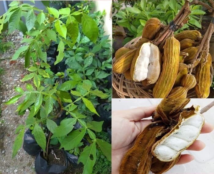 Bibit Buah Kacang Ice Cream Bean