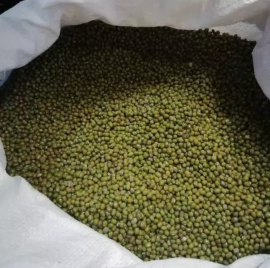 kacang hijau/ijo