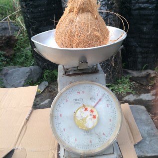 jual kelapa tua, semi husked coconut kualitas export