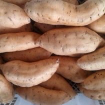 Ubi Cilembu