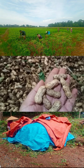 kacang tanah