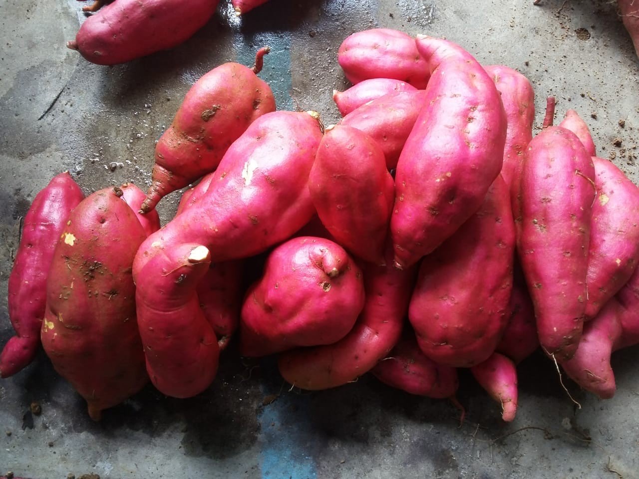 Jual Ubi Ungu Beniazuma