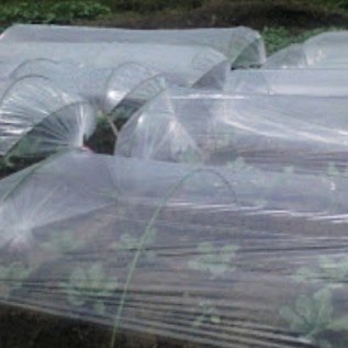 Plastik Sungkup Untuk Pengganti Rumah Kaca