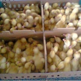 Dod / Bibit bebek peking kw / hibrida putih