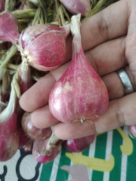 JUAL BAWANG MERAH SUPER