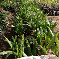 kelapa pandan wangi
