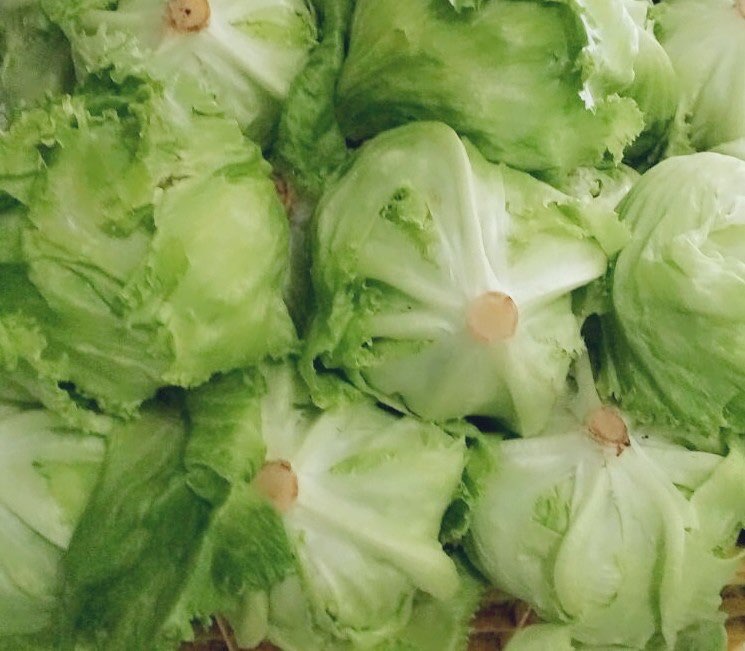 LETTUCE HEAD