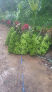 Pisang ambon