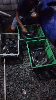 jual lele konsumsi kami siap mensupplay kebutuhan ikan lele untuk usaha anda