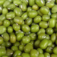 kacang hijau super bulat besar