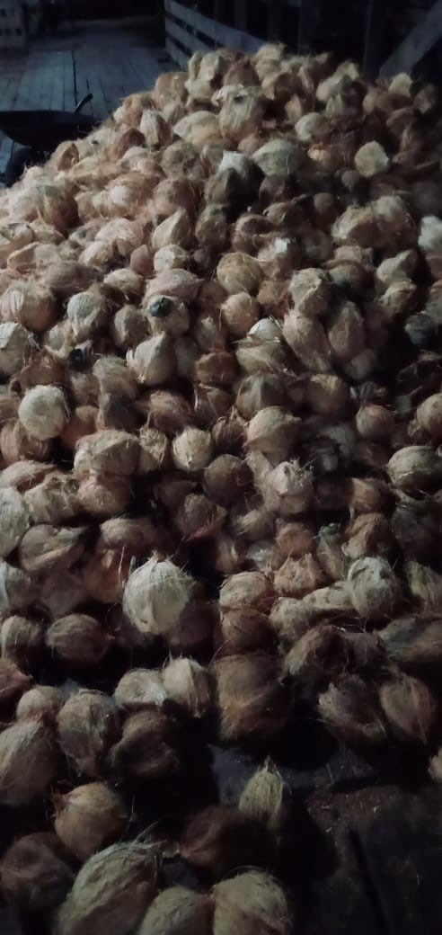Jual kelapa tembilahan grade a, b, c stok melimpah