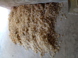 jual getah damar mata kucing