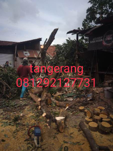tukang potong pohon 