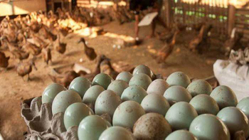 jual telur bebek segar
