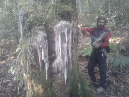 getah damar